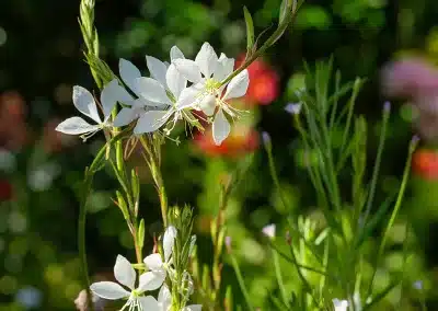 gaura vivace jardin