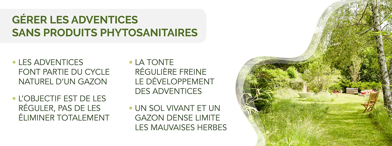 Astuces pour entretenir son gazon naturel