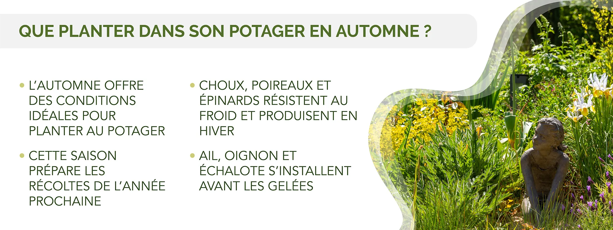 Les légumes à planter en automne au potager