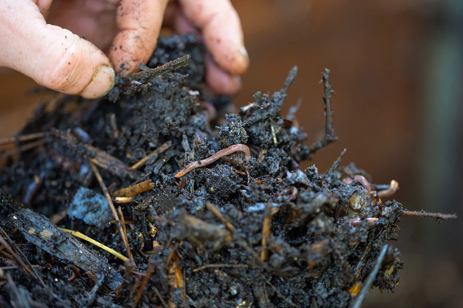 du compost, riche en nutriments pour amender le sol