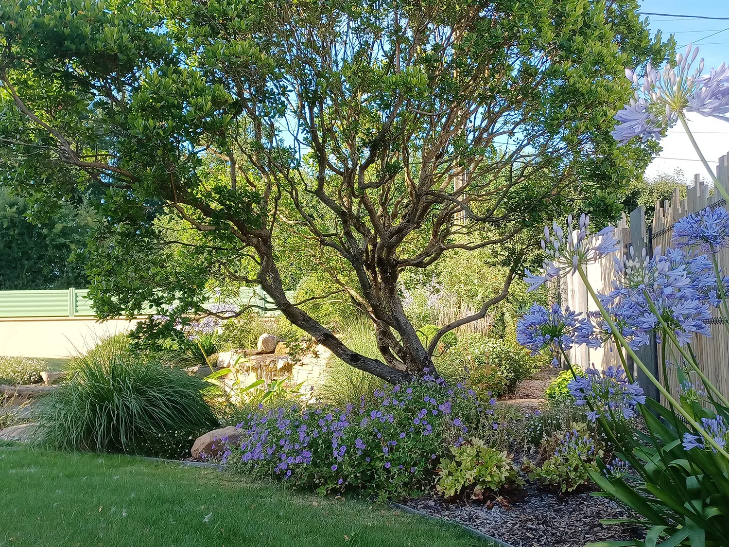 Les arbres à planter en automne