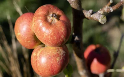 Comment réussir la taille des fruitiers ? 7 conseils utiles
