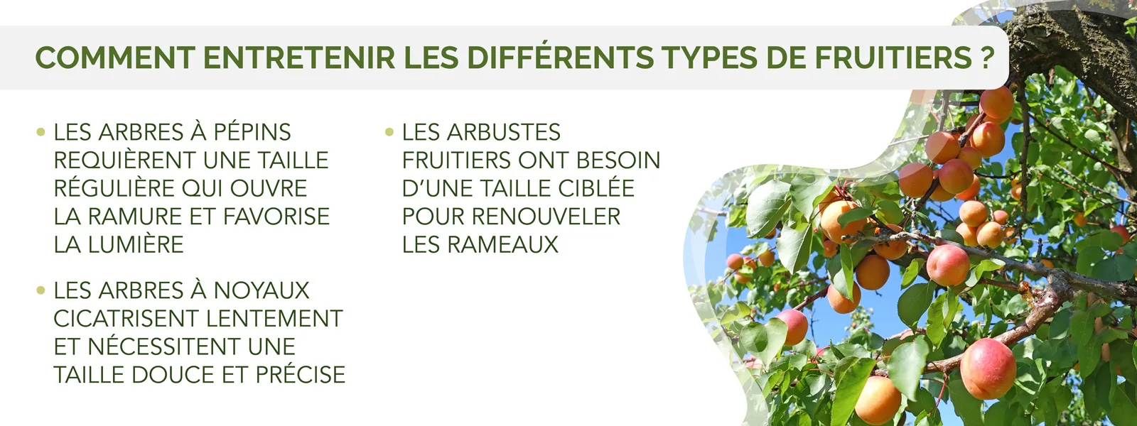 infographie détaillant les besoins des différents arbres fruitiers