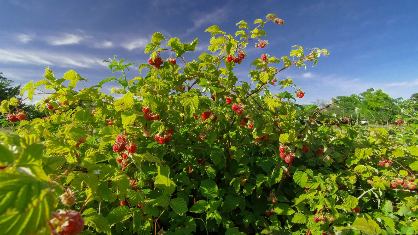 le framboisier, un arbuste fruitier