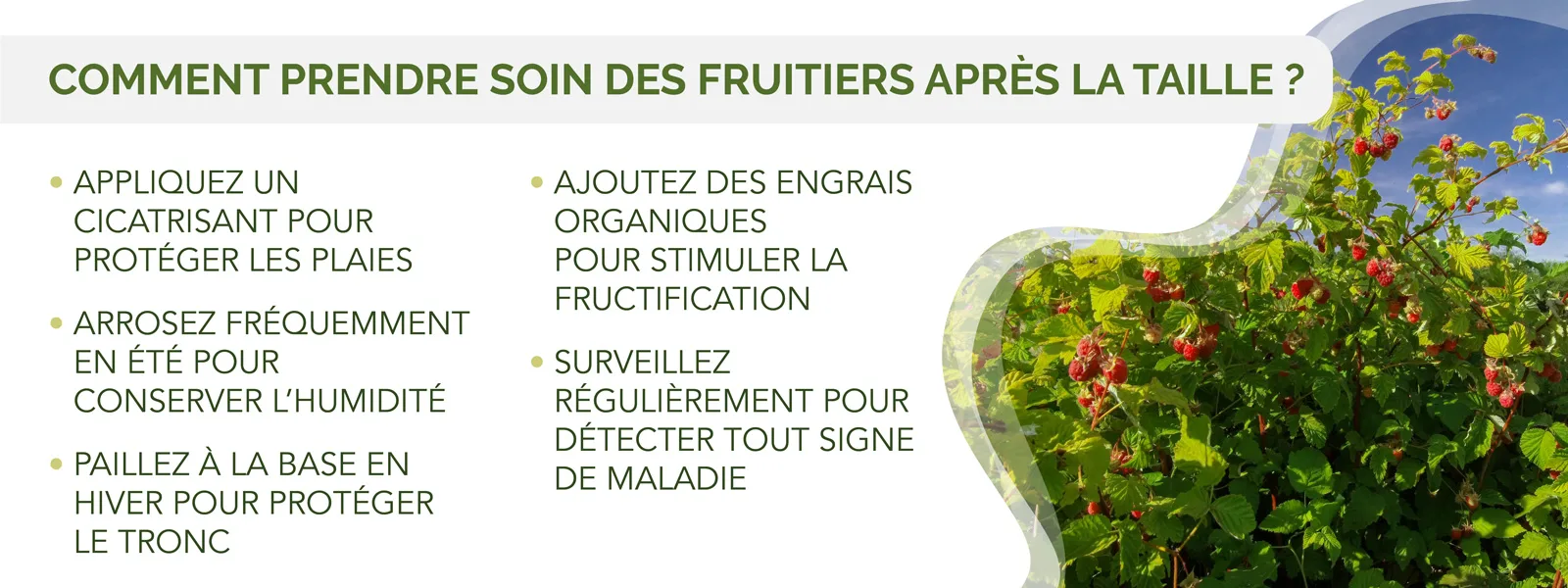  infographie précisant les soins à apporter après la taille des fruitiers