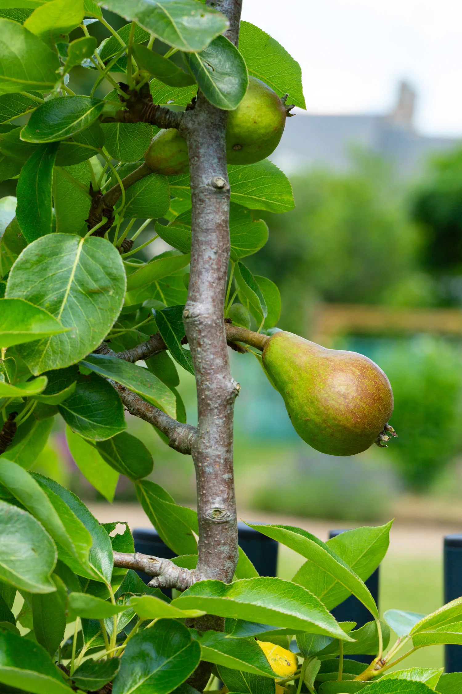 un pommier, un arbre à pépins