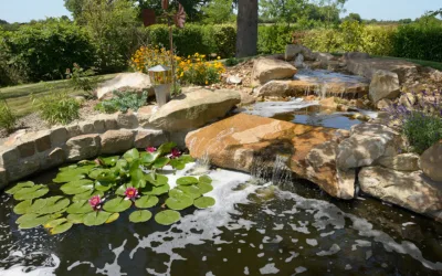 Le bassin de jardin, un espace aquatique esthétique et vivant