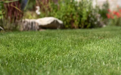 Comment réaliser l’entretien du gazon pour une belle pelouse toute l’année ?