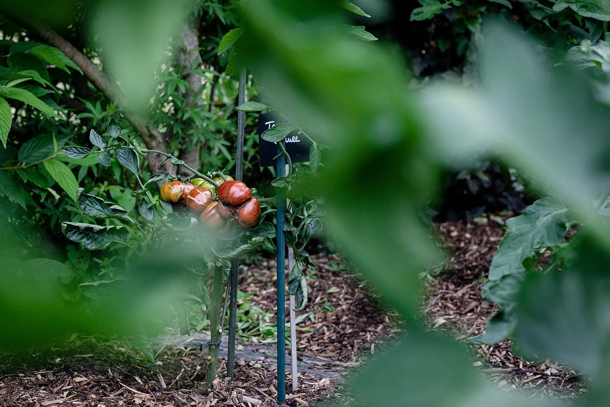 un pommier, un arbre à pépins