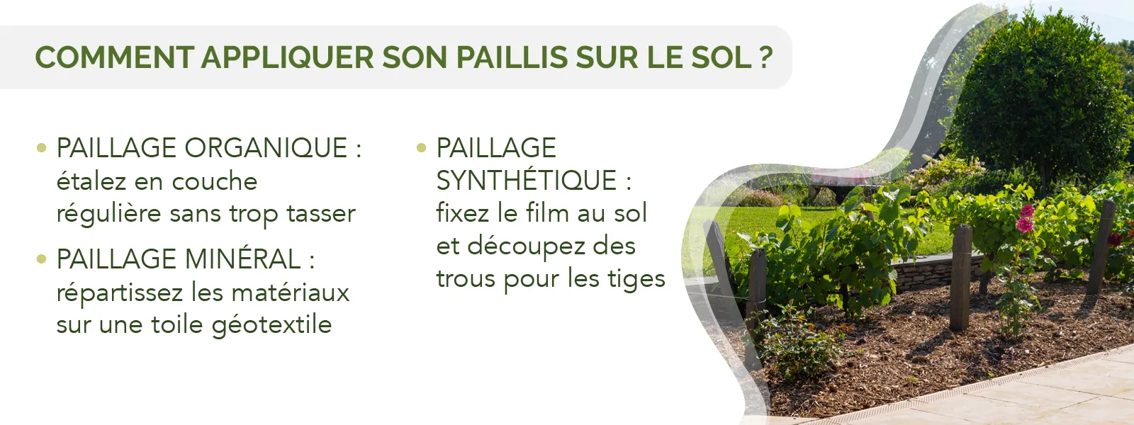le framboisier, un arbuste fruitier