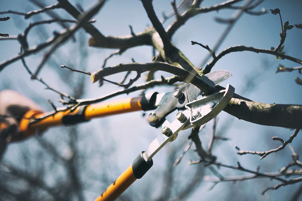 un jardinier réalisant une taille des arbres avant l’hiver