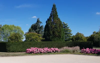 Haie de jardin : comment choisir la bonne espèce pour votre extérieur ?