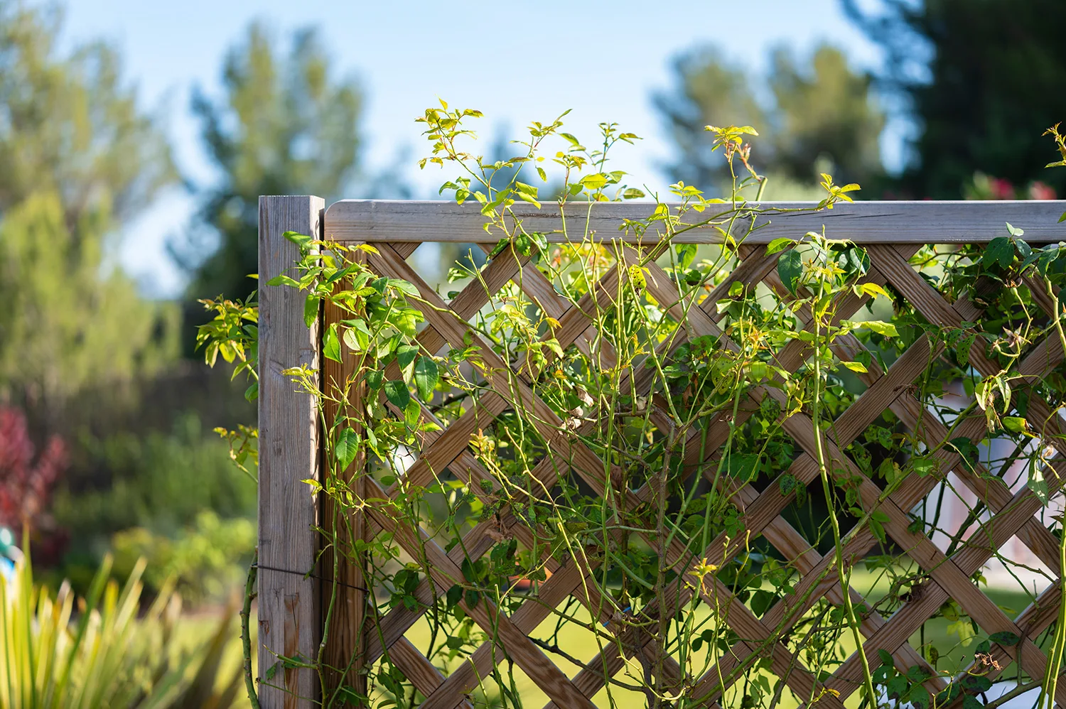 muret en pierre naturelle dans un jardin dans le Maine-et-Loire